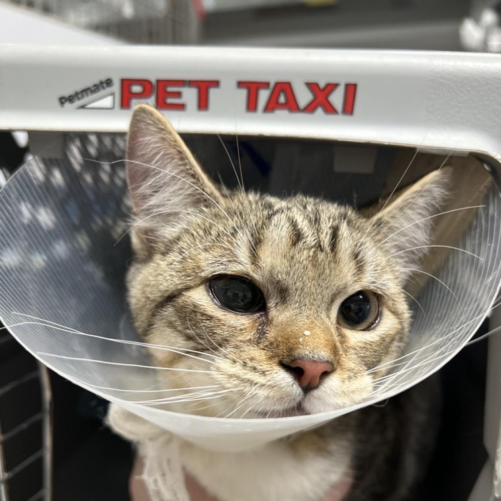 Enlarge Yuliana, a Adoptable Domestic Short Hair in New York, NY image 6/6