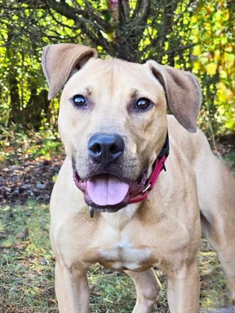 ABE, Adoptable, Young Male Pit Bull Terrier.