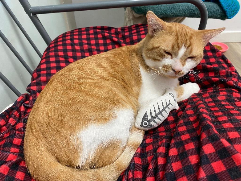 Talia / Ham-boo, Adoptable, Adult Female Domestic Short Hair.