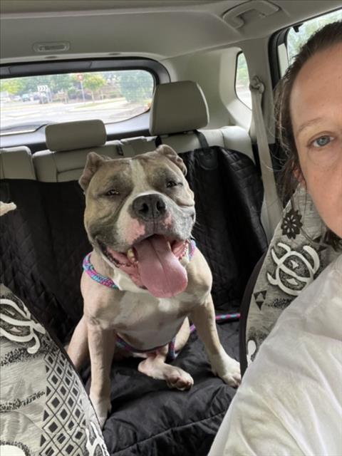 Enlarge QUASIMODO, a Adopted American Bulldog in Chapel Hill, NC image 1/1