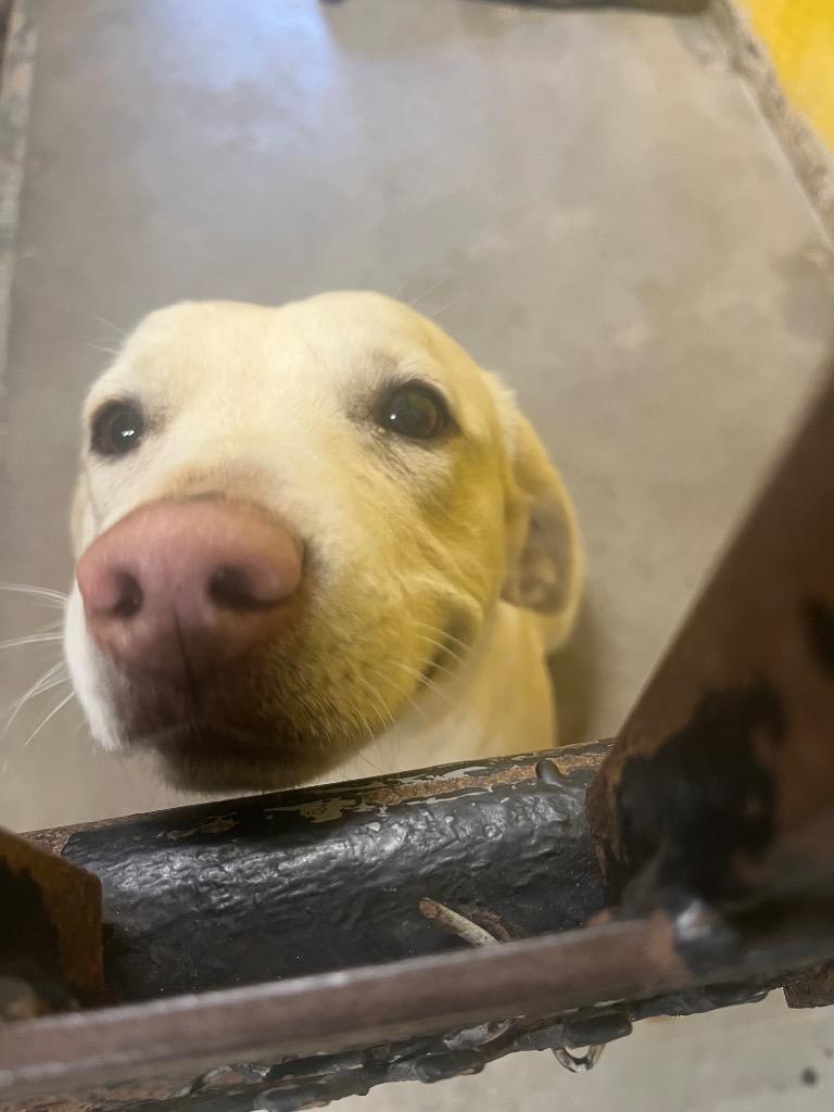 Saltine, Adoptable, Young Female Mixed Breed.