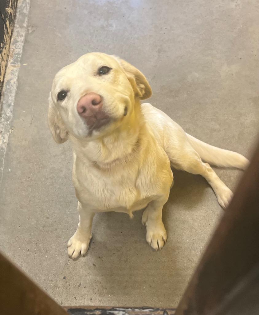 Saltine, a Adoptable mixed breed in Murray, KY image 2/2