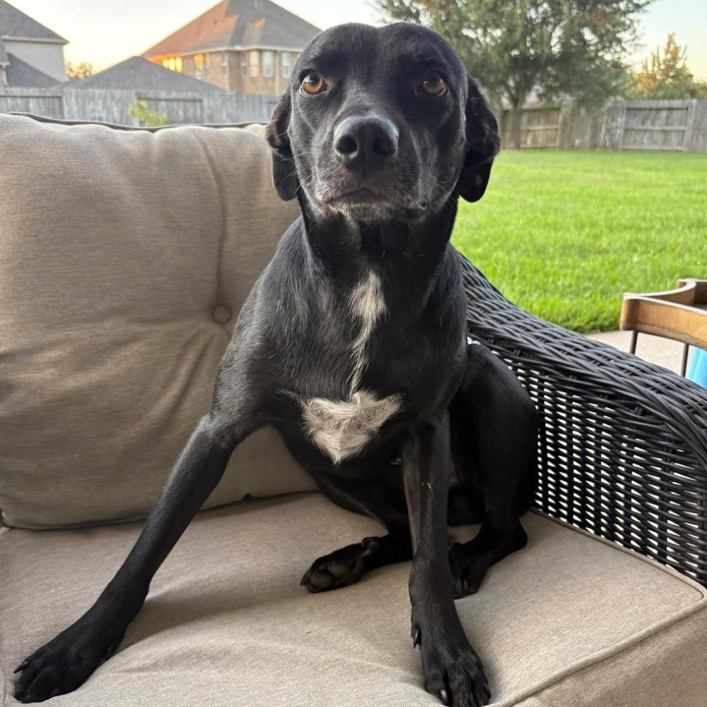 Nick, a Adoptable mixed breed in Houston, TX image 1/2