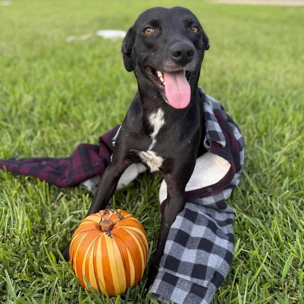 Nick, Adoptable, Young Male Black Labrador Retriever & Mixed Breed.