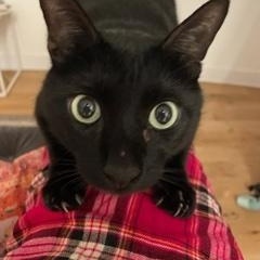 Olive (courtesy post), a Adopted Domestic Short Hair in Montreal, QC image 2/4