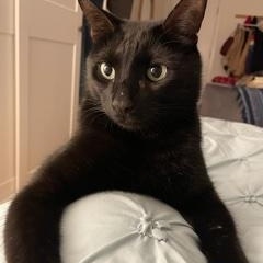 Olive (courtesy post), a Adopted Domestic Short Hair in Montreal, QC image 3/4