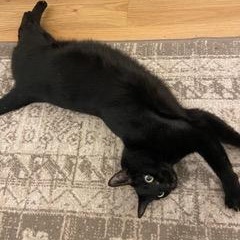 Olive (courtesy post), a Adopted Domestic Short Hair in Montreal, QC image 4/4