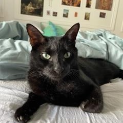Olive (courtesy post), Adopted, Adult Male Domestic Short Hair.
