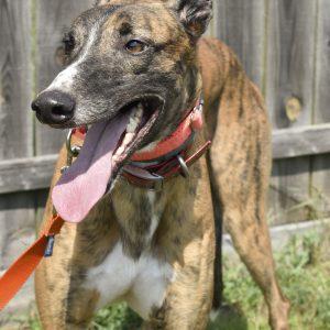 Enlarge TS DERICK LEWIS, a Adoptable Greyhound in grandville, MI image 1/1