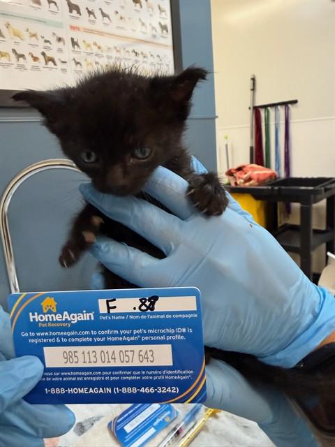MAVIS, Adoptable, Kitten Female Domestic Short Hair.