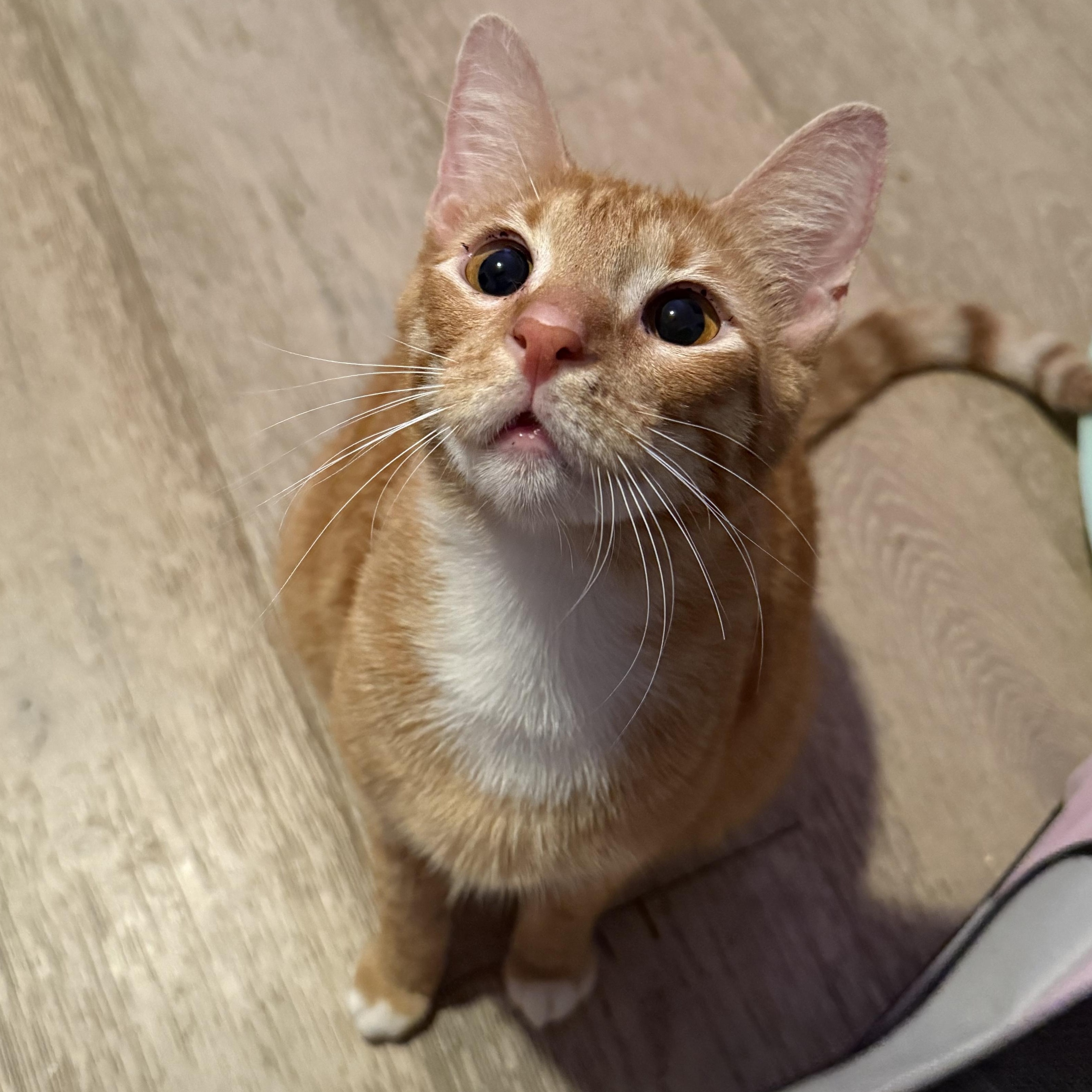 Leo, an adoptable Domestic Short Hair in New York, NY image 5/6