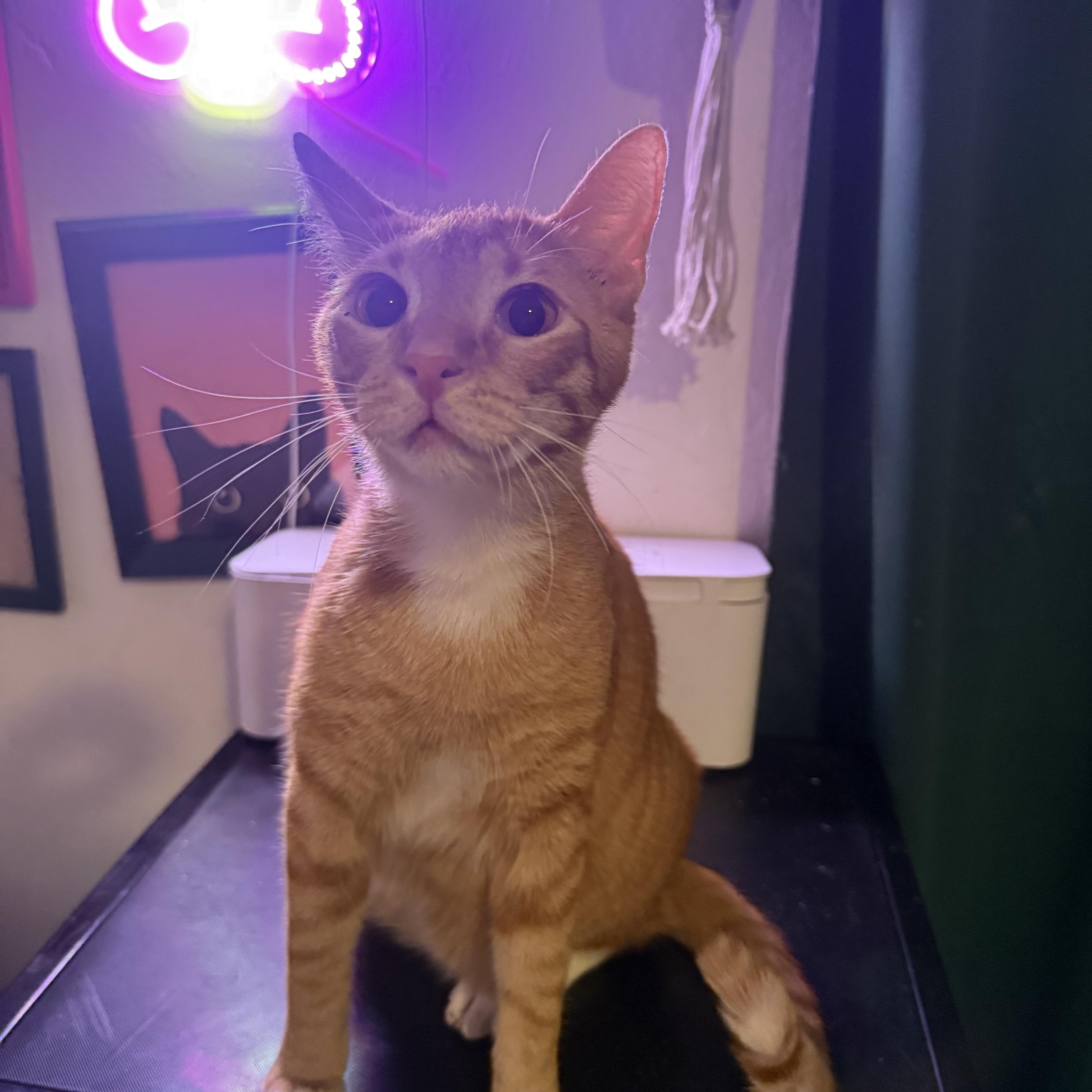 Leo, an adoptable Domestic Short Hair in New York, NY image 6/6