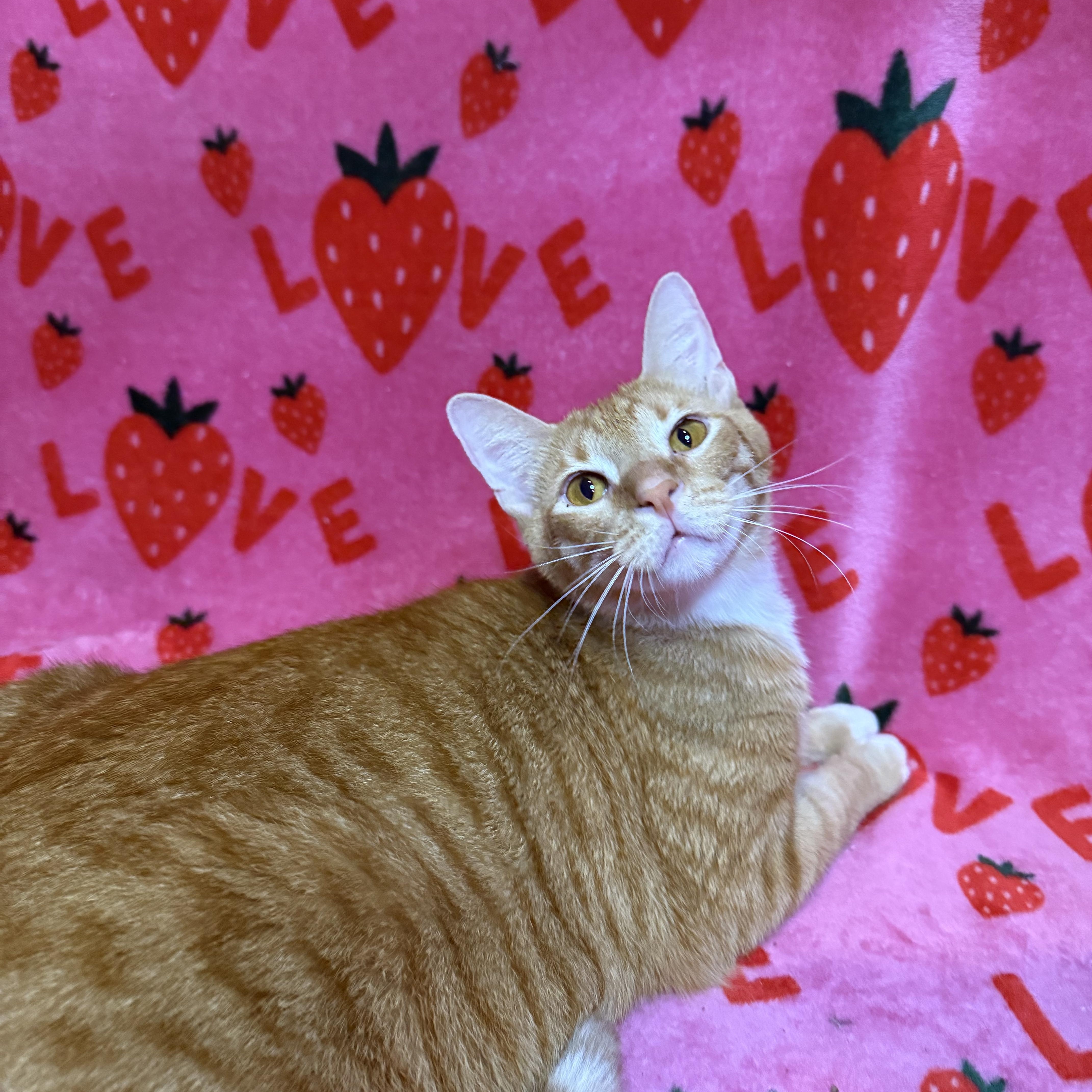 Leo, an adoptable Domestic Short Hair in New York, NY image 3/6