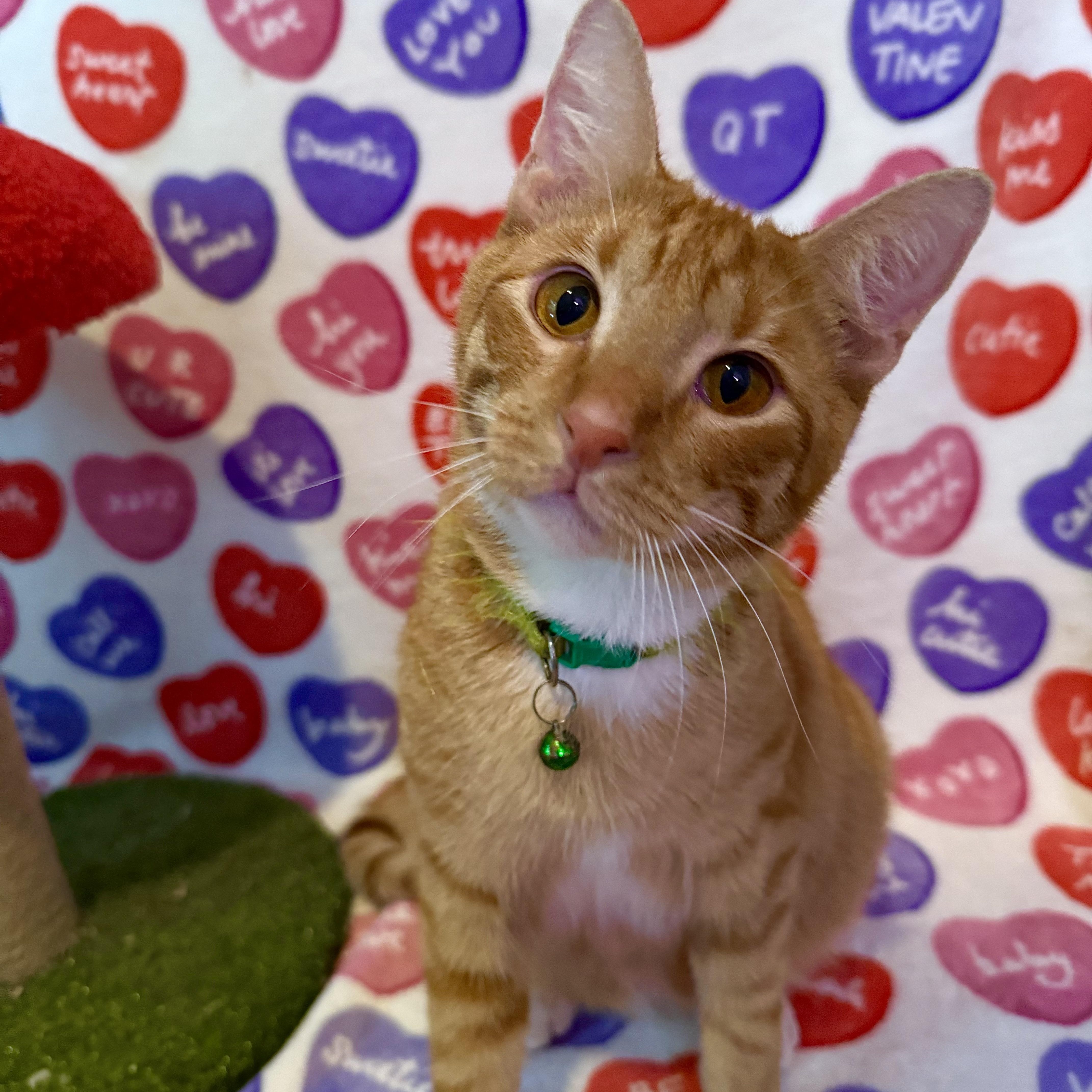 Leo, an adoptable Domestic Short Hair in New York, NY image 1/6