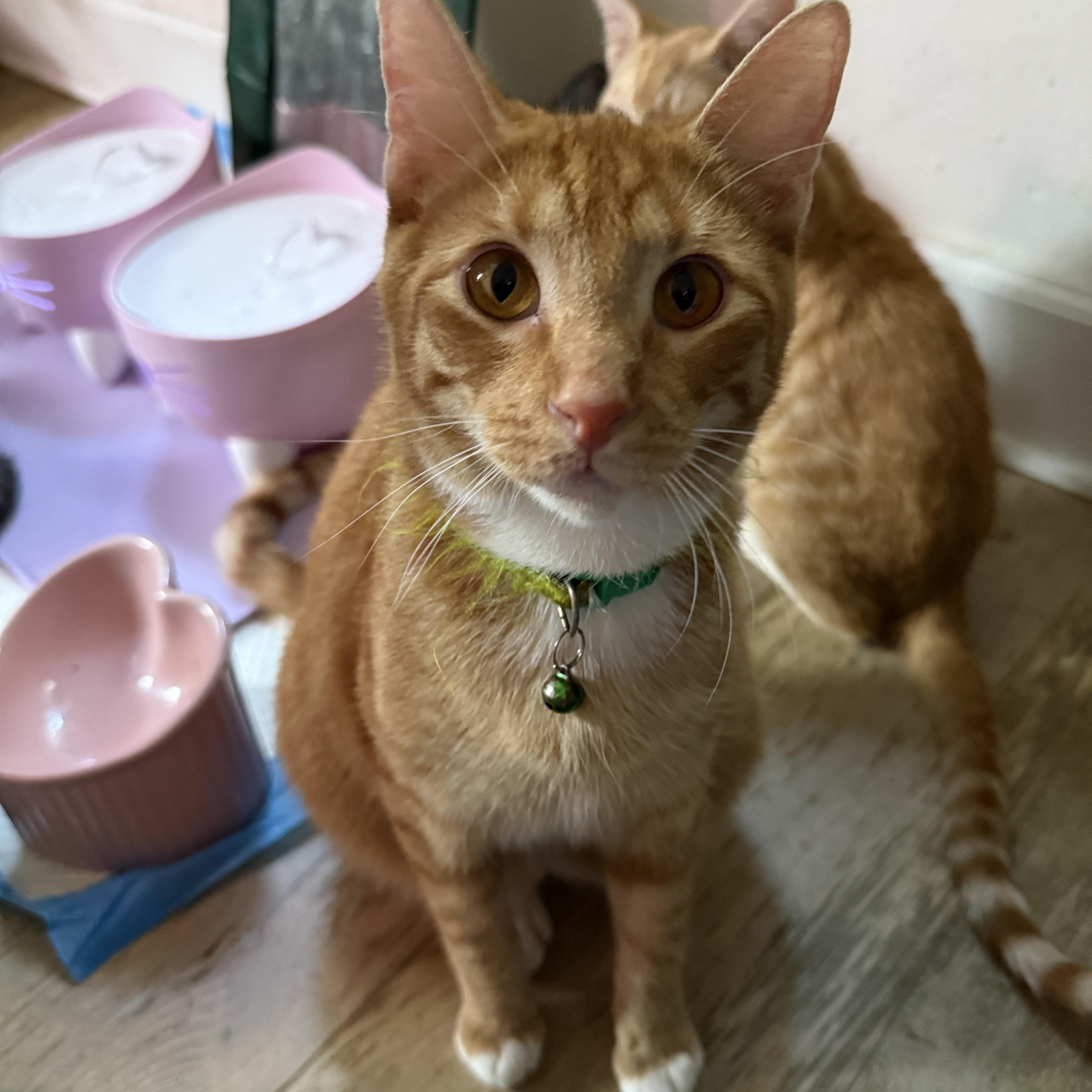 Leo, an adoptable Domestic Short Hair in New York, NY image 2/6