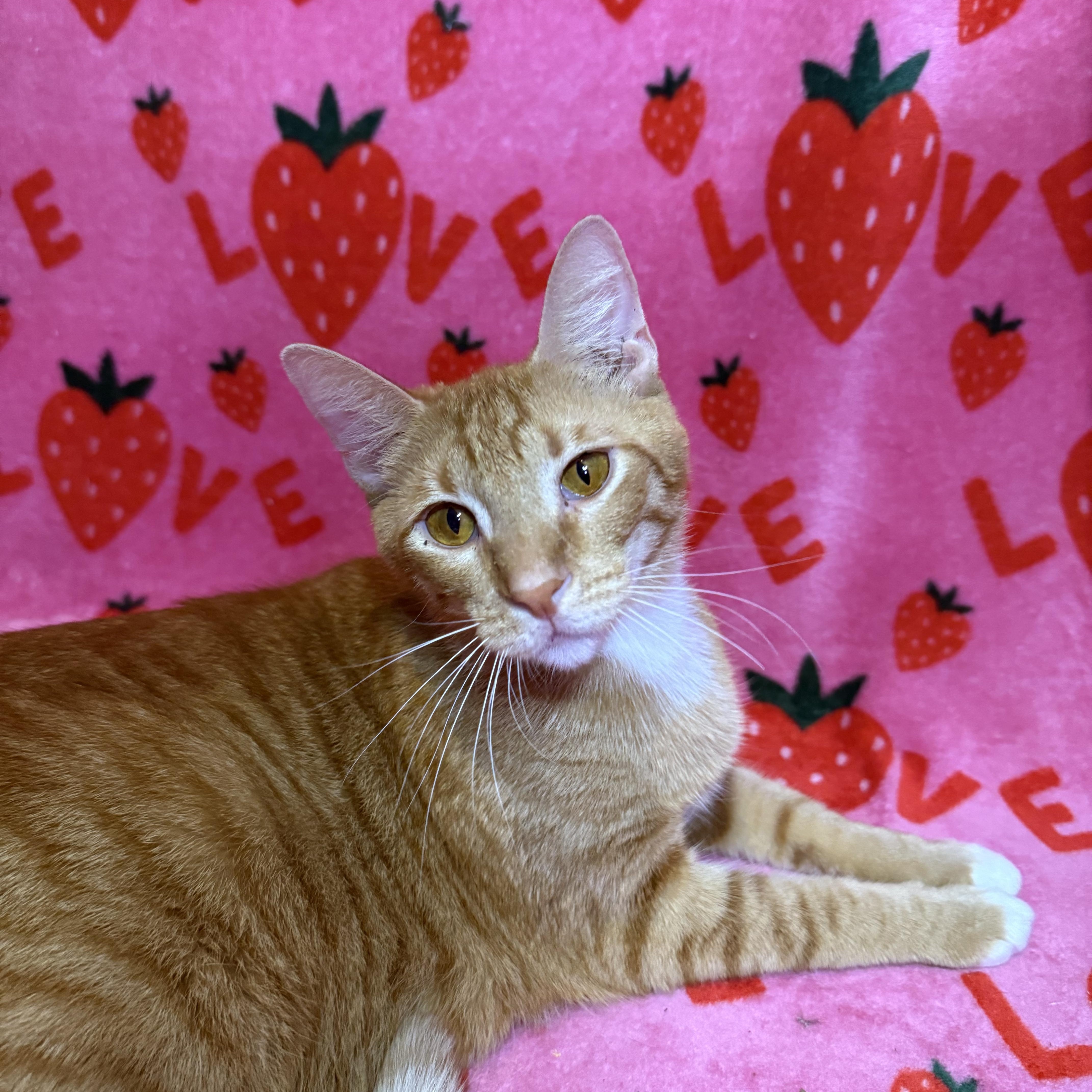 Leo, an adoptable Domestic Short Hair in New York, NY image 4/6