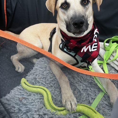 Enlarge Zack, a Adoptable mixed breed in Washington, DC image 1/5