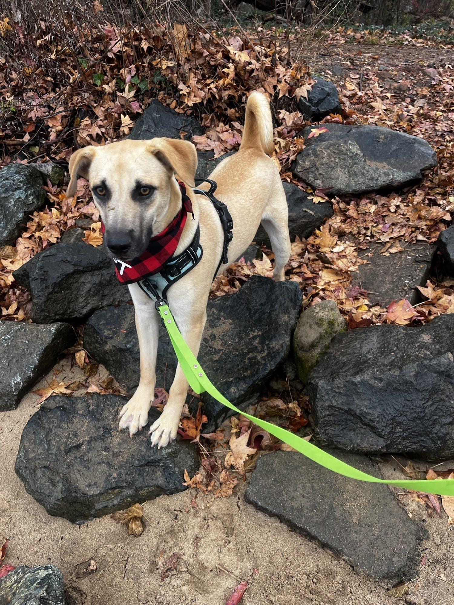 Enlarge Zack, a Adoptable mixed breed in Washington, DC image 2/5