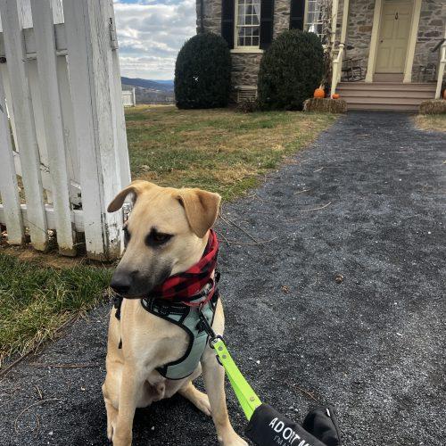 Enlarge Zack, a Adoptable mixed breed in Washington, DC image 3/5