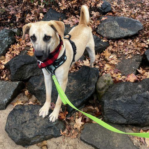 Enlarge Zack, a Adoptable mixed breed in Washington, DC image 4/5