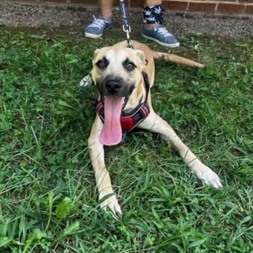 Enlarge Zack, a Adoptable mixed breed in Washington, DC image 5/5