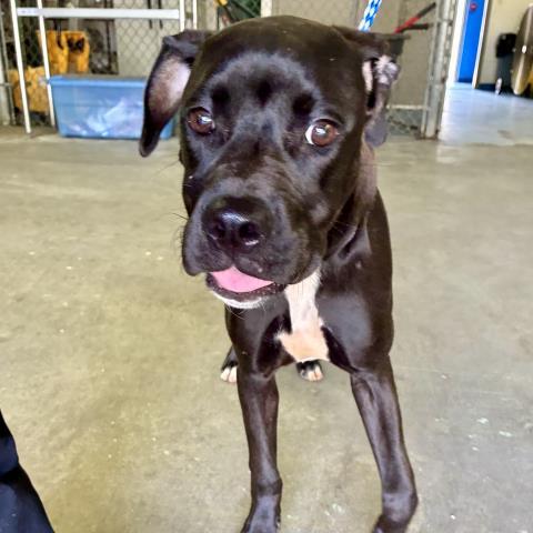MOUSE, Adoptable, Young Female Mixed Breed.