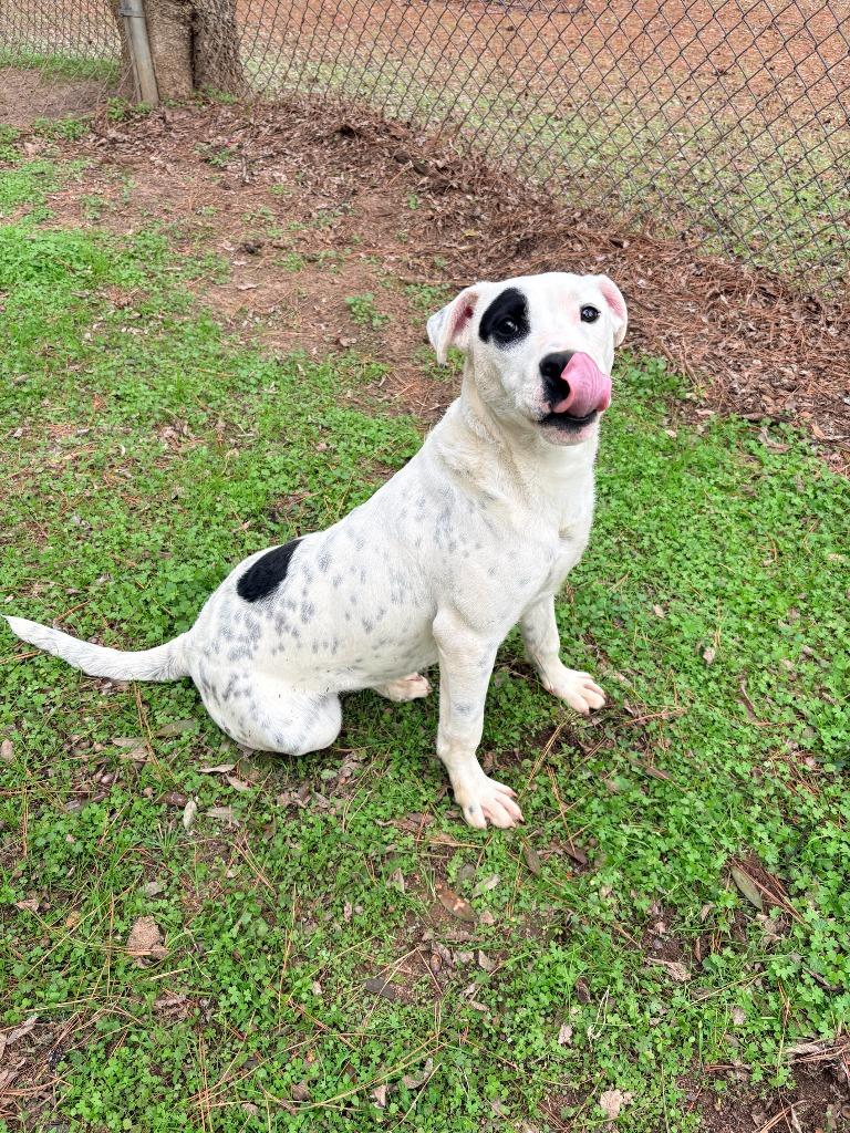 Merle, a Adoptable American Bulldog in Albany, GA image 1/4