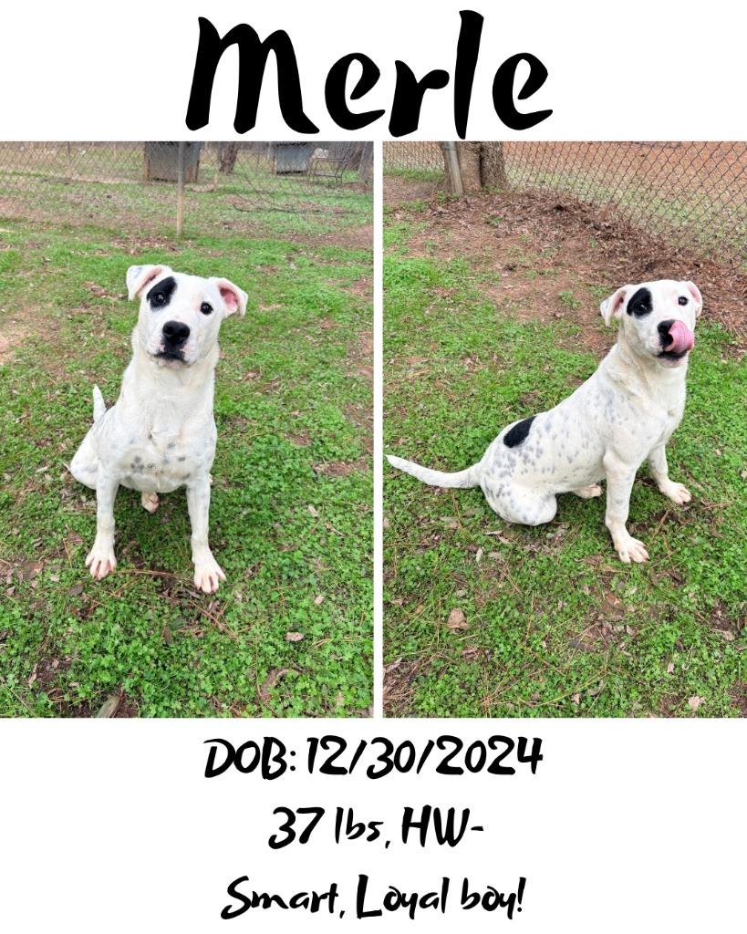 Merle, a Adoptable American Bulldog in Albany, GA image 2/4