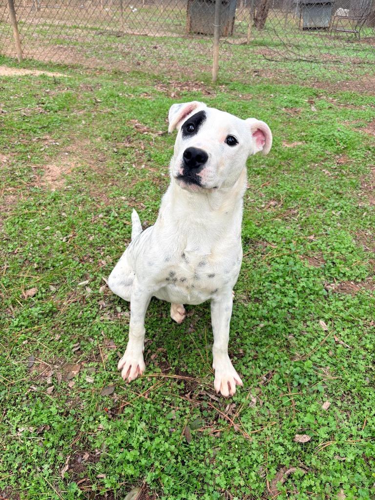 Merle, a Adoptable American Bulldog in Albany, GA image 3/4