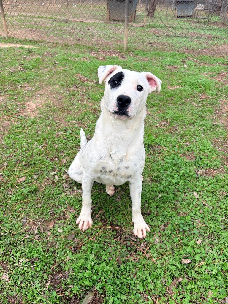 Merle, a Adoptable American Bulldog in Albany, GA image 4/4