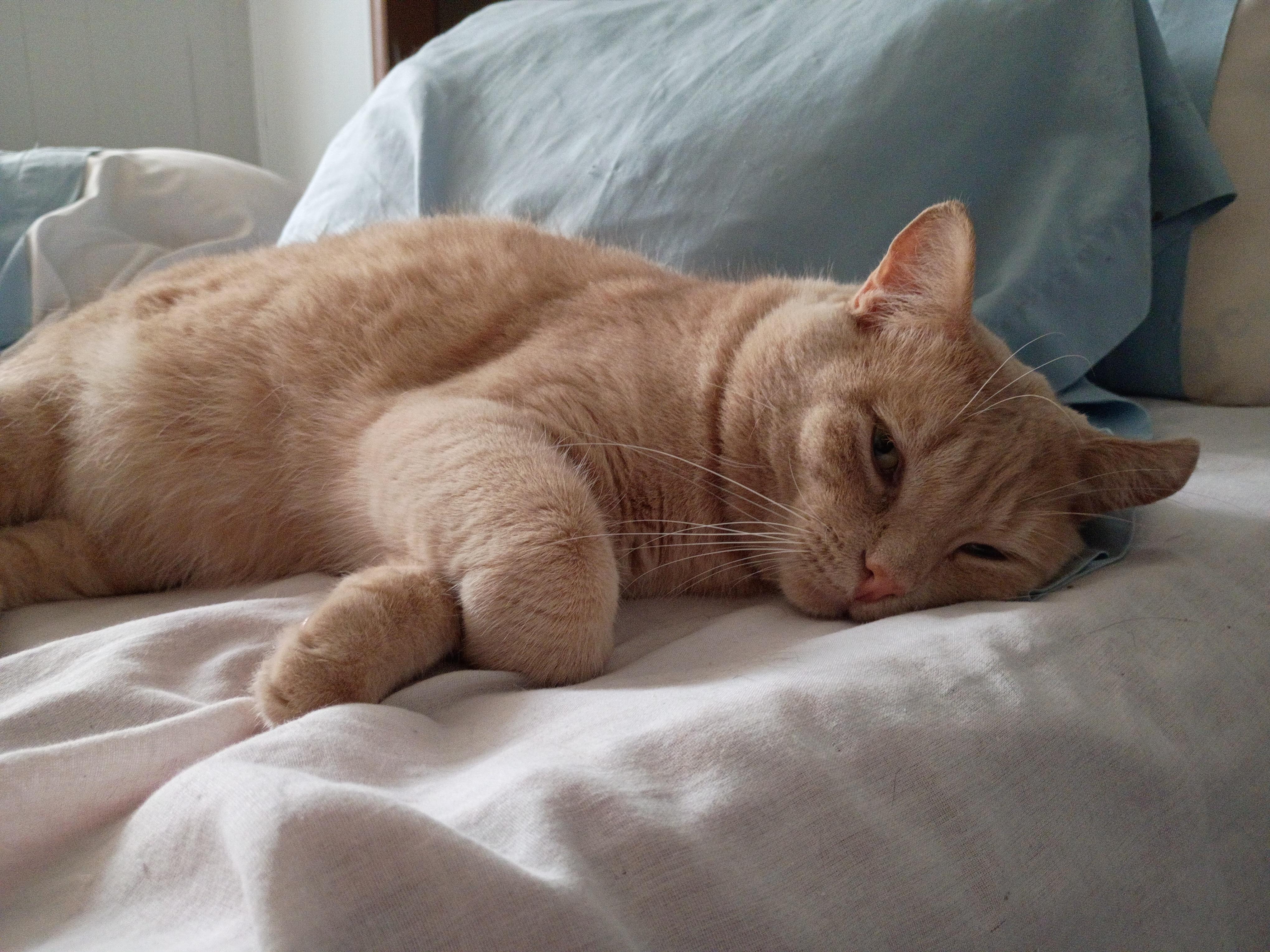 Enlarge Todd, a Adoptable mixed breed in Sapulpa, OK image 4/5