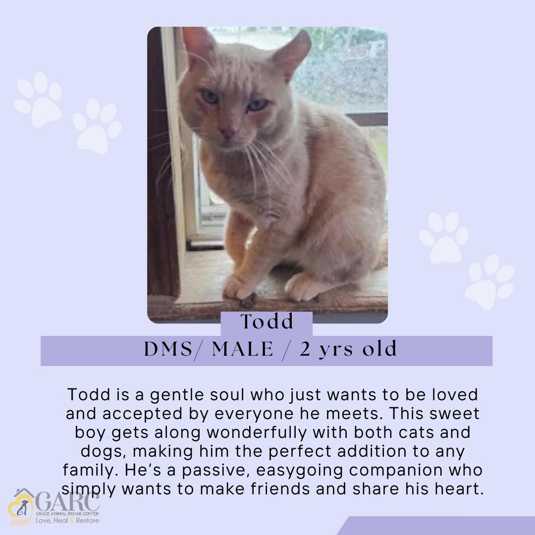 Todd, Adoptable, Adult Male Domestic Short Hair.