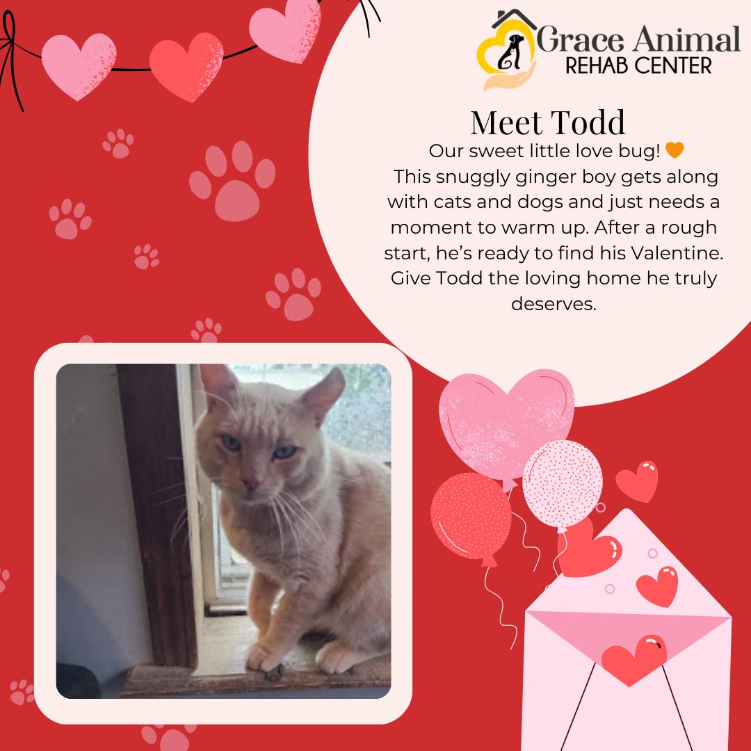 Todd, Adoptable, Young Male Domestic Short Hair.
