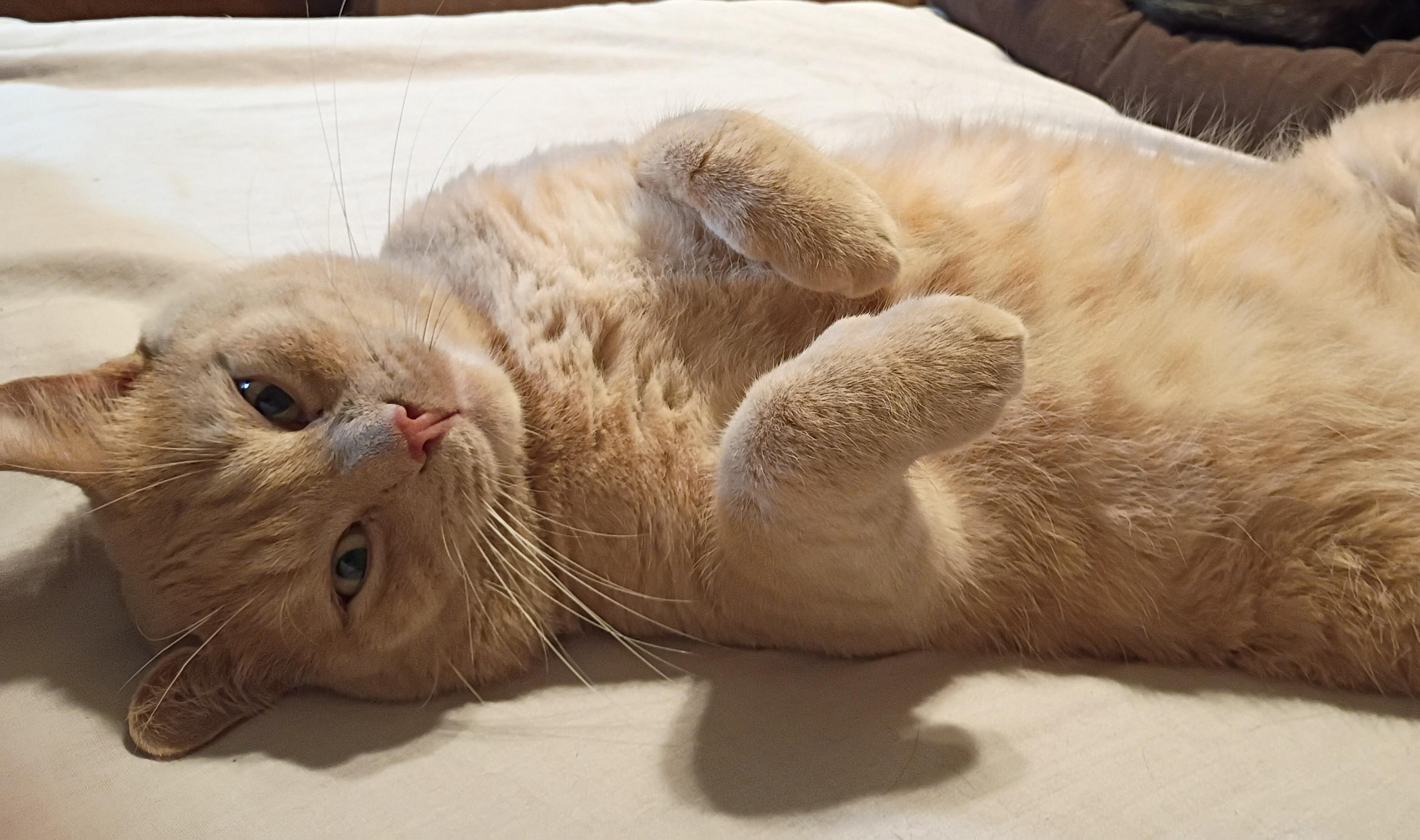 Enlarge Todd, a Adoptable mixed breed in Sapulpa, OK image 3/5