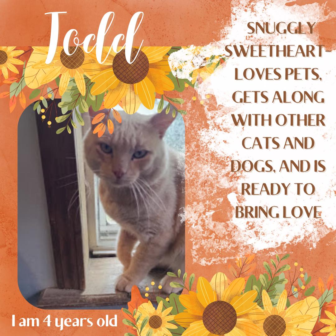 Enlarge Todd, a Adoptable mixed breed in Sapulpa, OK image 1/5