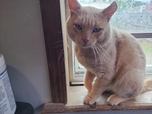 Todd