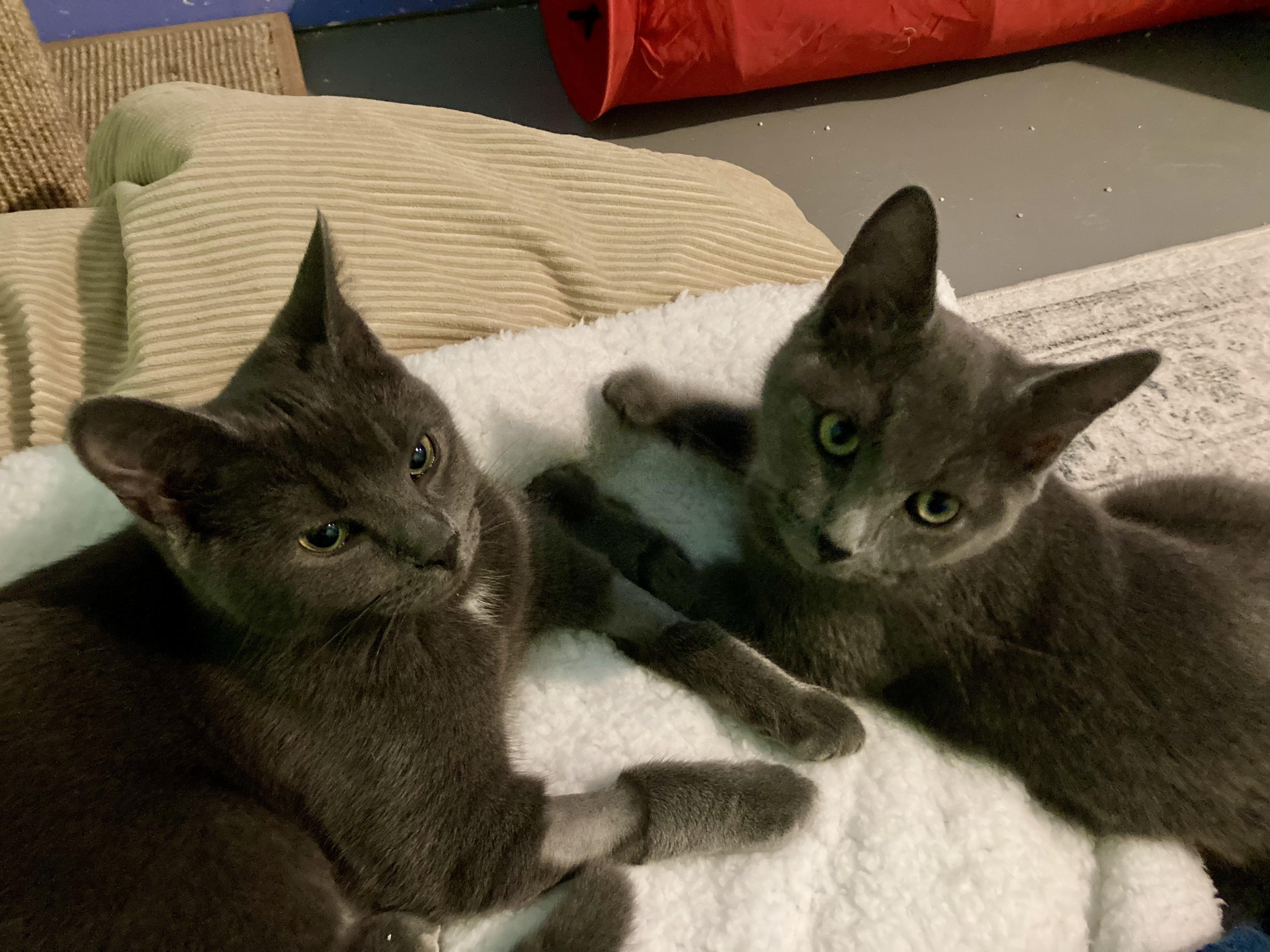 Enlarge Louisa and Brigitta, an adopted Domestic Short Hair in Albany, NY image 4/6