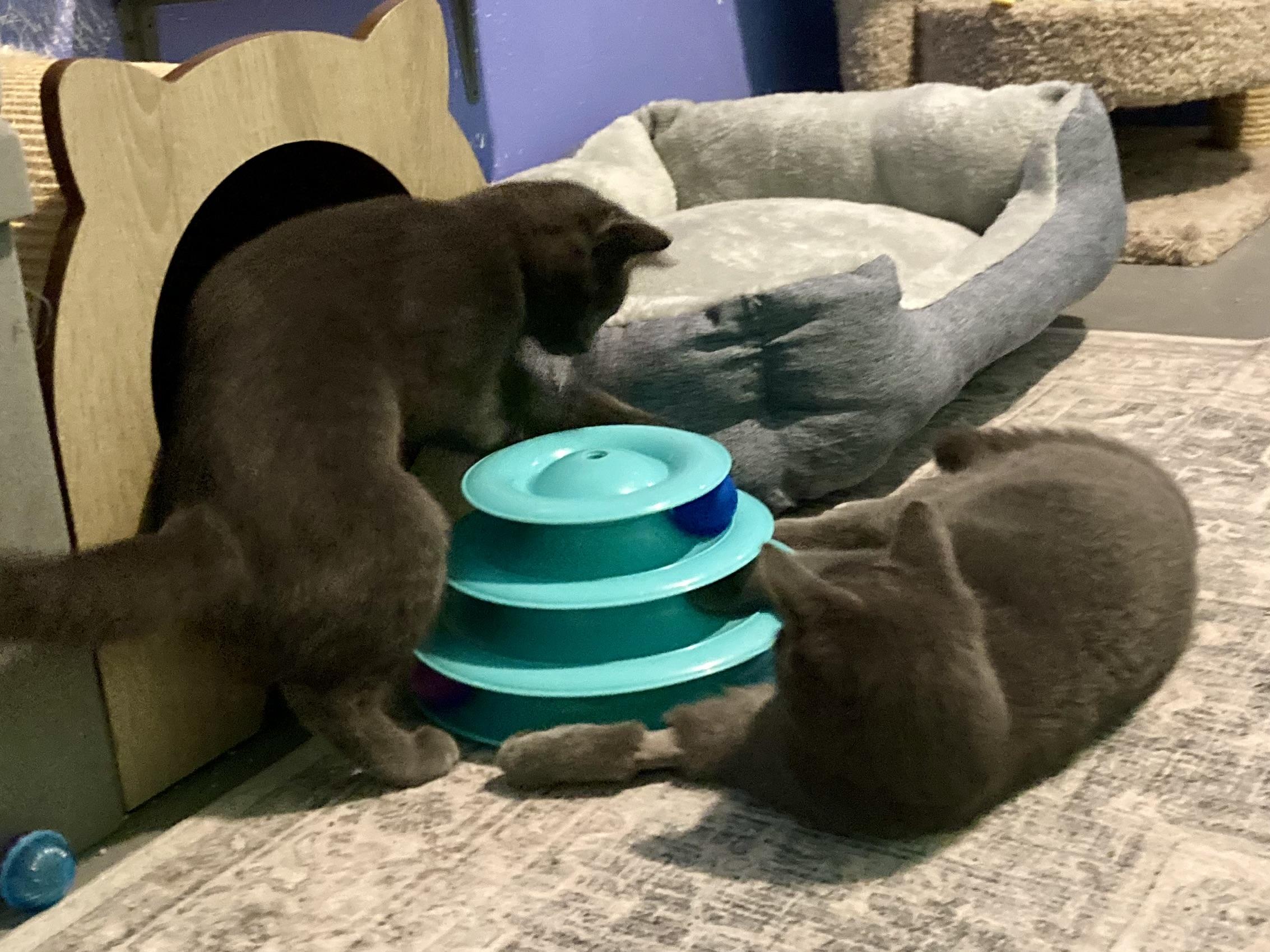 Enlarge Louisa and Brigitta, an adopted Domestic Short Hair in Albany, NY image 3/6