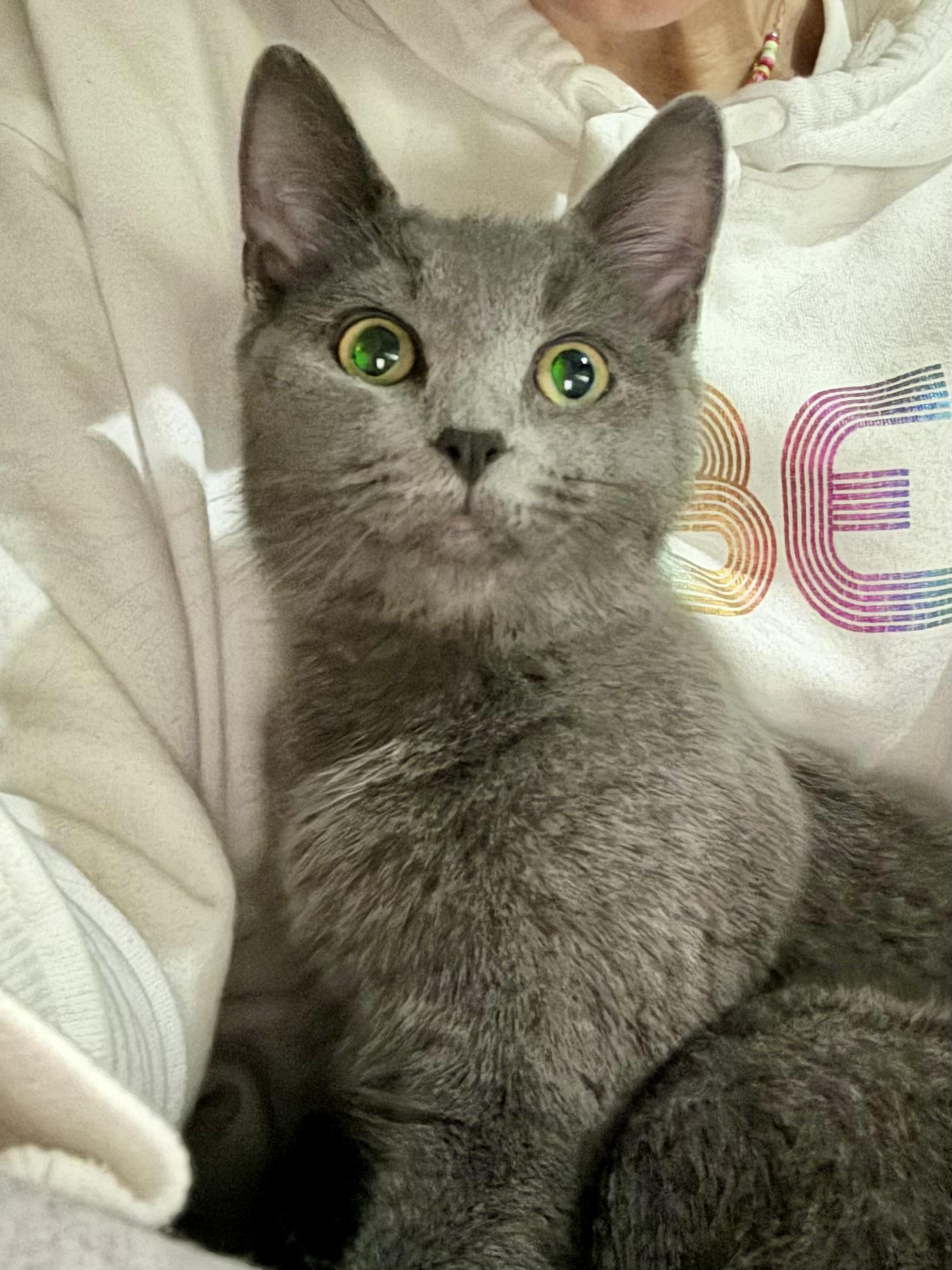 Enlarge Louisa and Brigitta, an adopted Domestic Short Hair in Albany, NY image 6/6