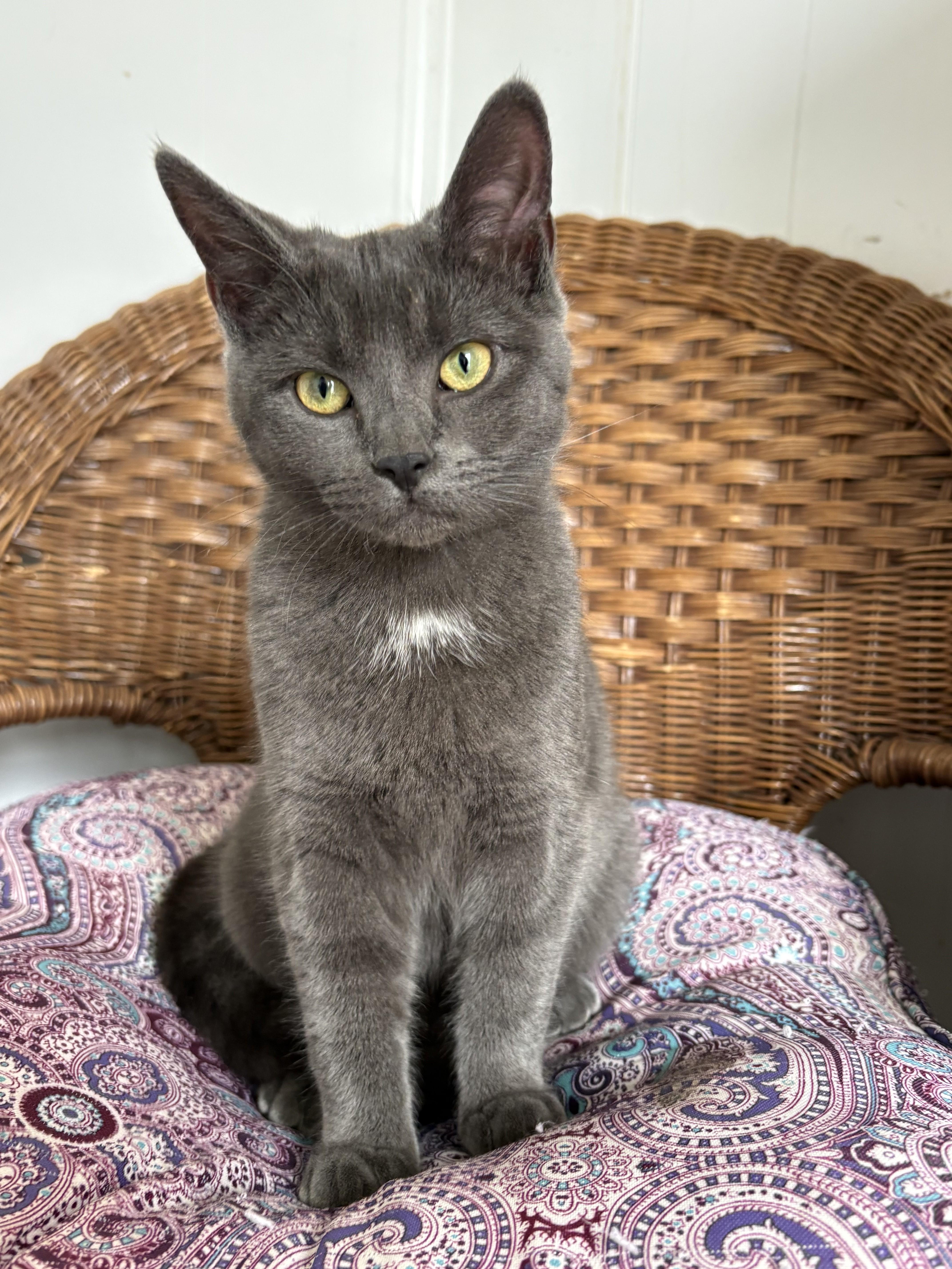 Enlarge Louisa and Brigitta, an adopted Domestic Short Hair in Albany, NY image 5/6