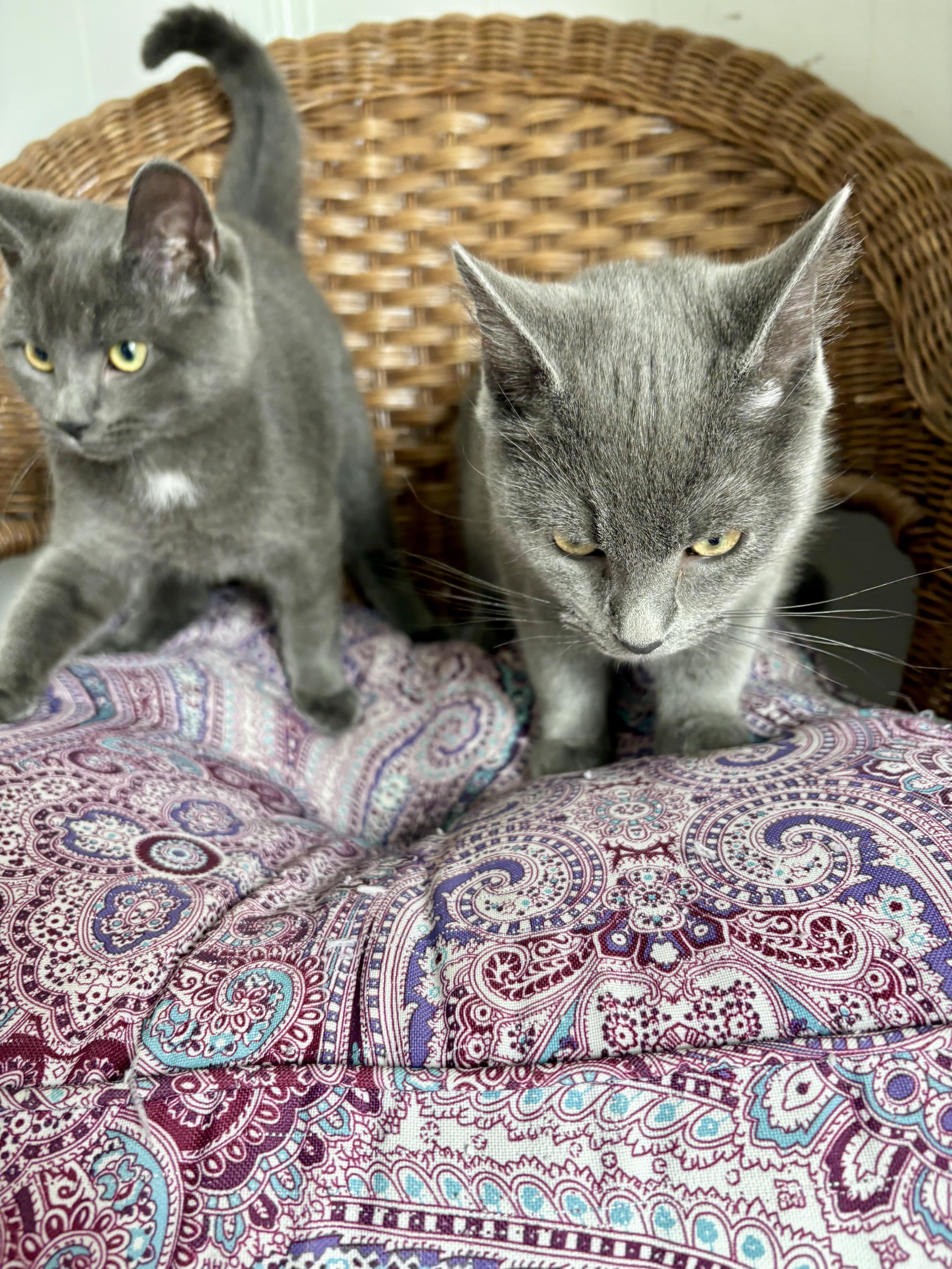 Enlarge Louisa and Brigitta, an adopted Domestic Short Hair in Albany, NY image 2/6