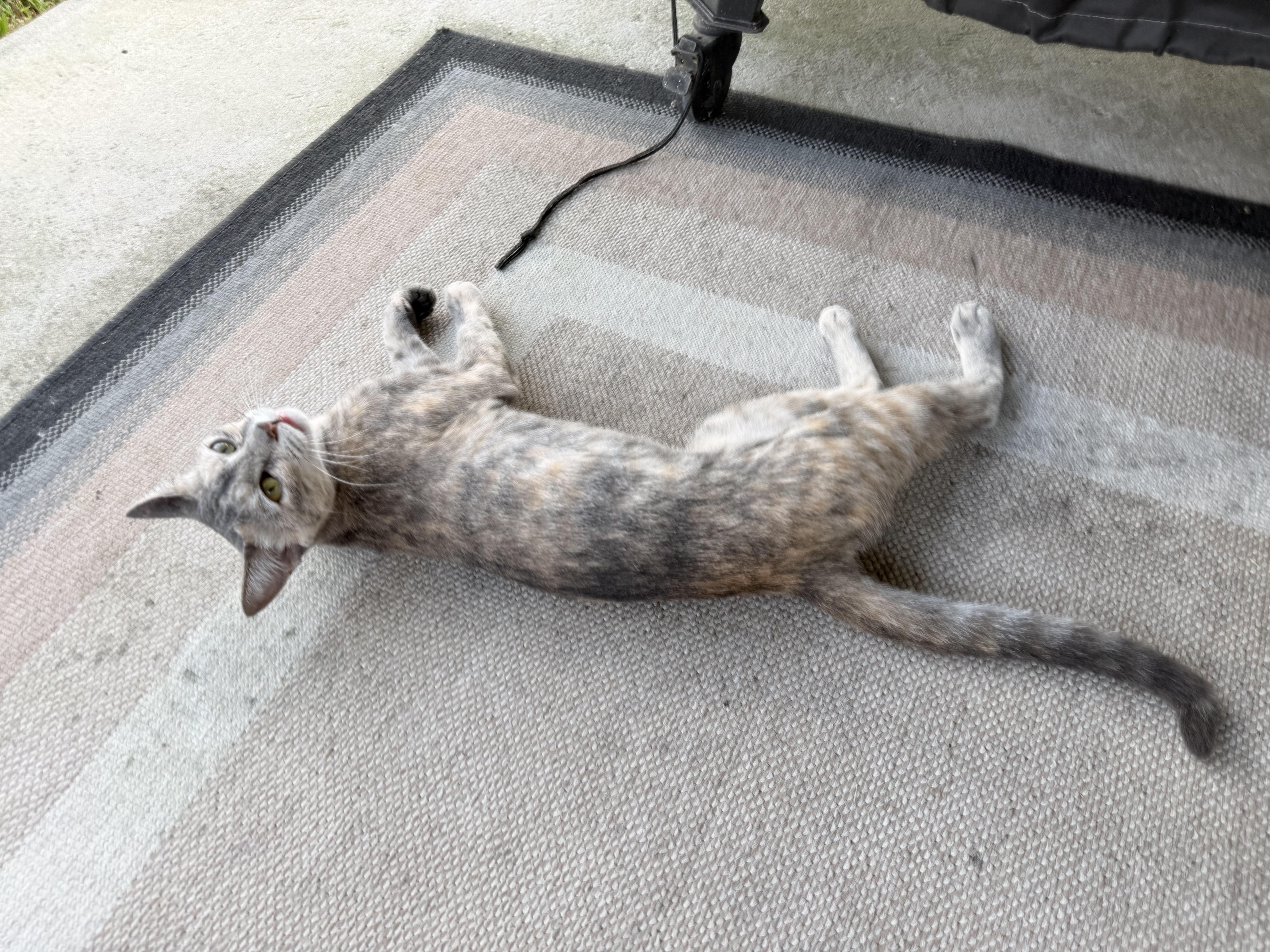 Enlarge Ghost, a ADOPTABLE American Shorthair in Katy, TX image 3/3