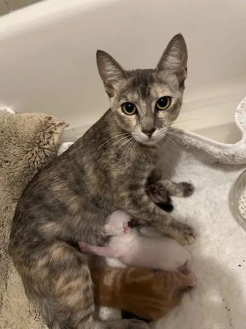 Enlarge Ghost, a ADOPTABLE American Shorthair in Katy, TX image 2/3