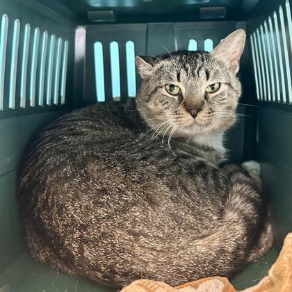 Timon, Adoptable, Adult Male Domestic Short Hair & Domestic Short Hair.