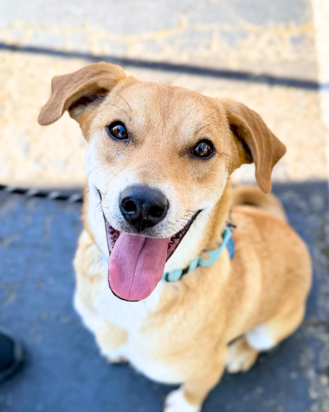 Cornflake, ADOPTABLE, Young Male Goldador & Dachshund.