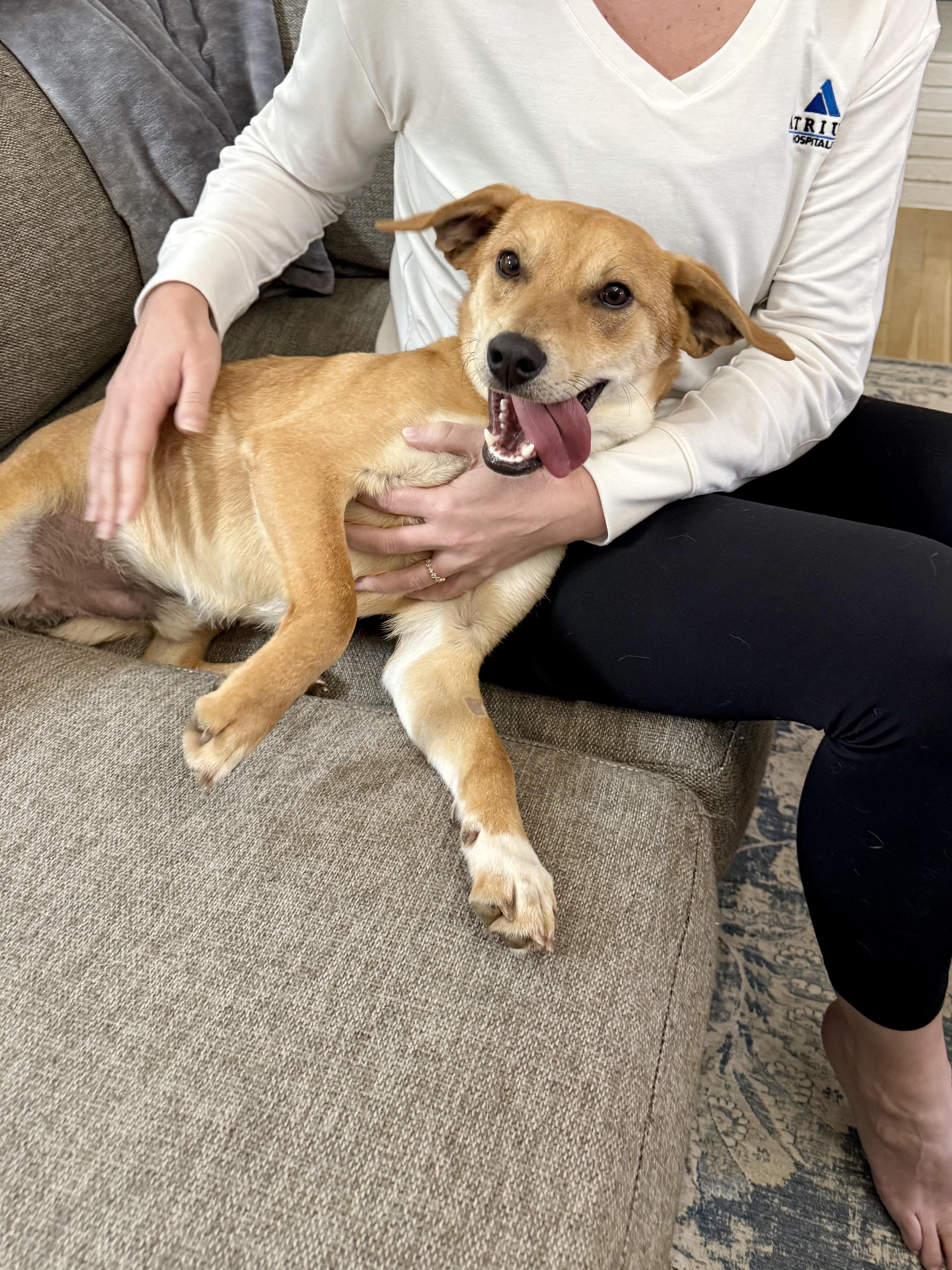 Enlarge Cornflake, a ADOPTABLE mixed breed in Nashville, TN image 4/6