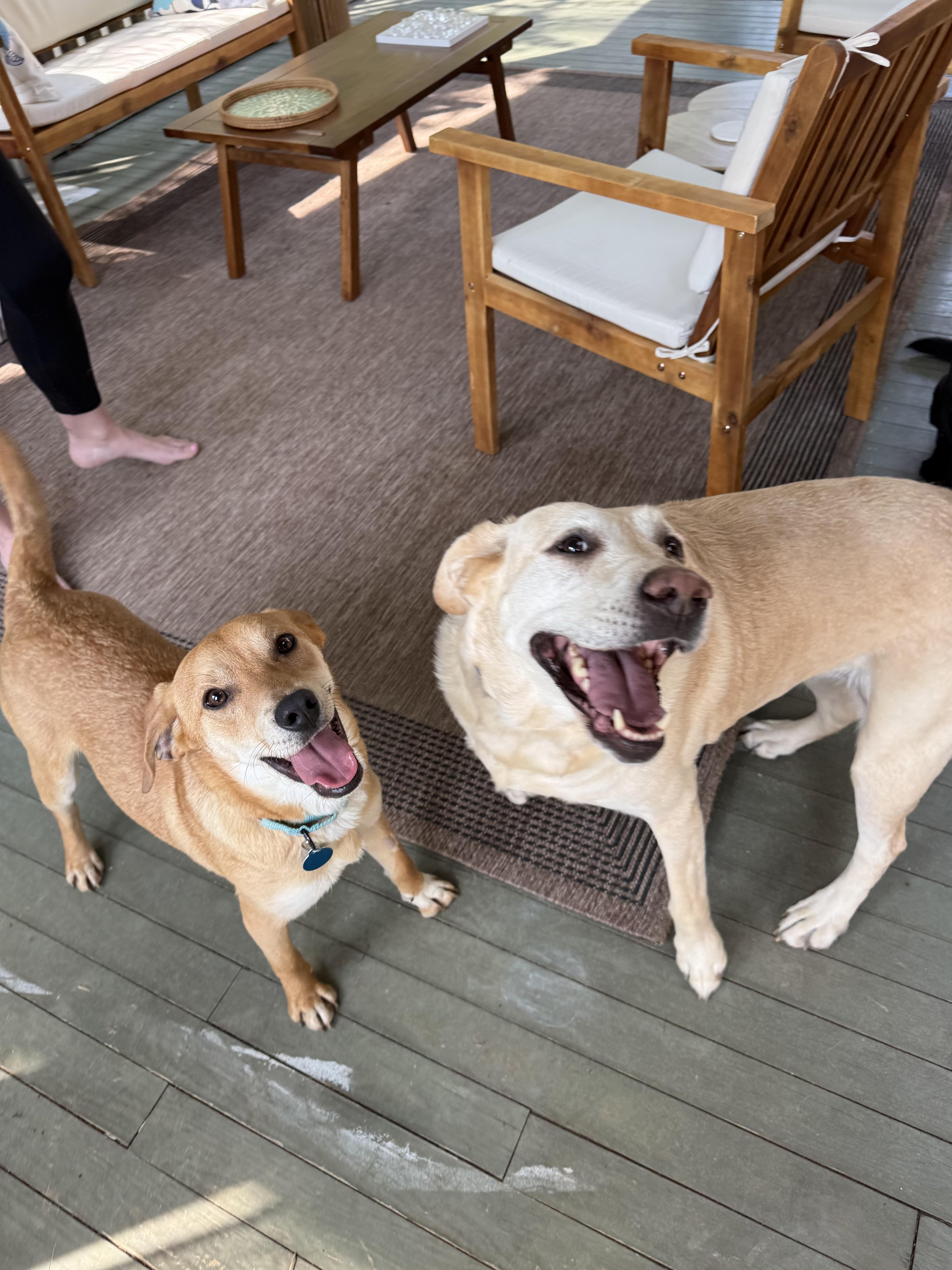 Enlarge Cornflake, a ADOPTABLE mixed breed in Nashville, TN image 6/6