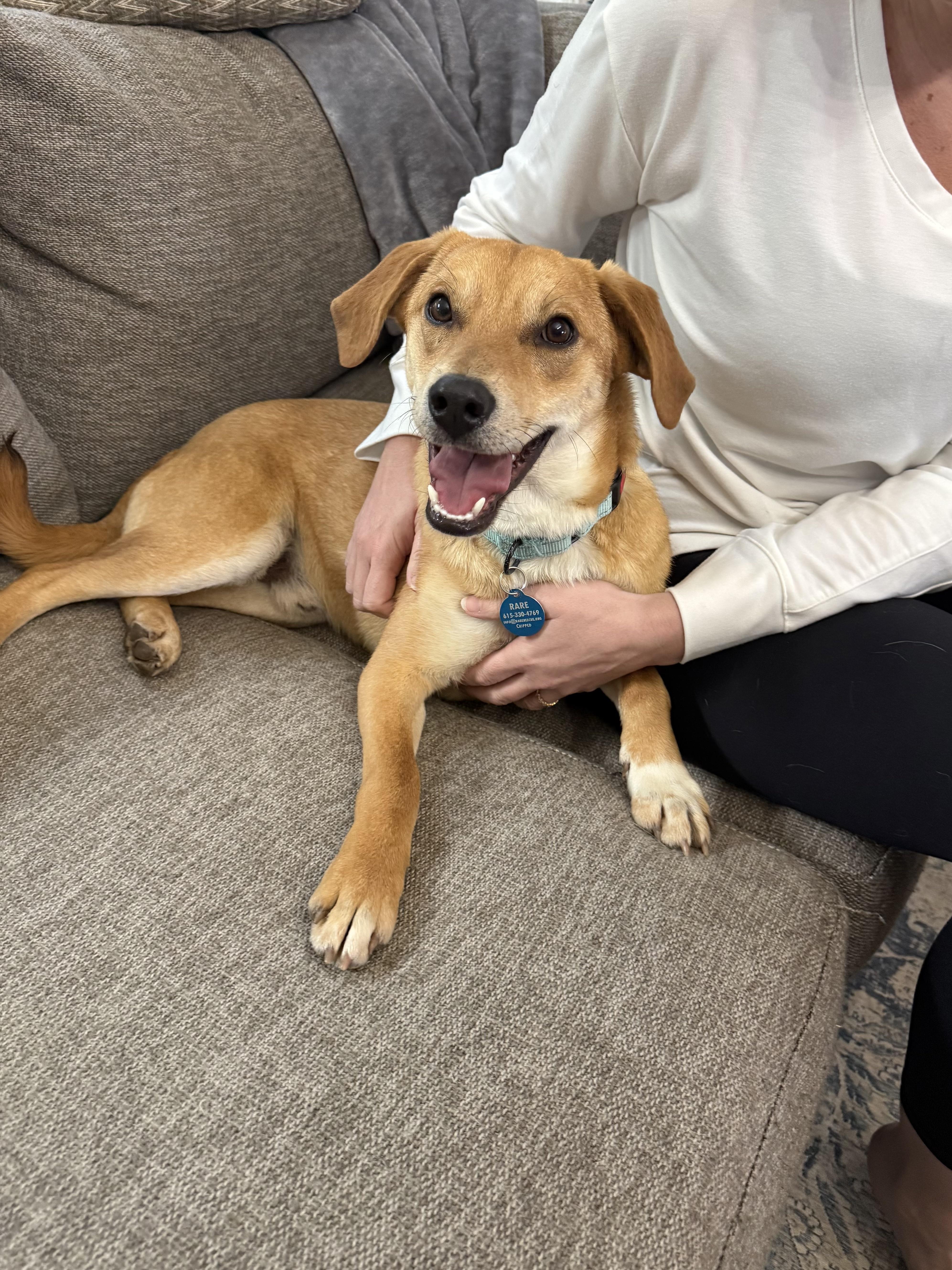 Enlarge Cornflake, a ADOPTABLE mixed breed in Nashville, TN image 3/6