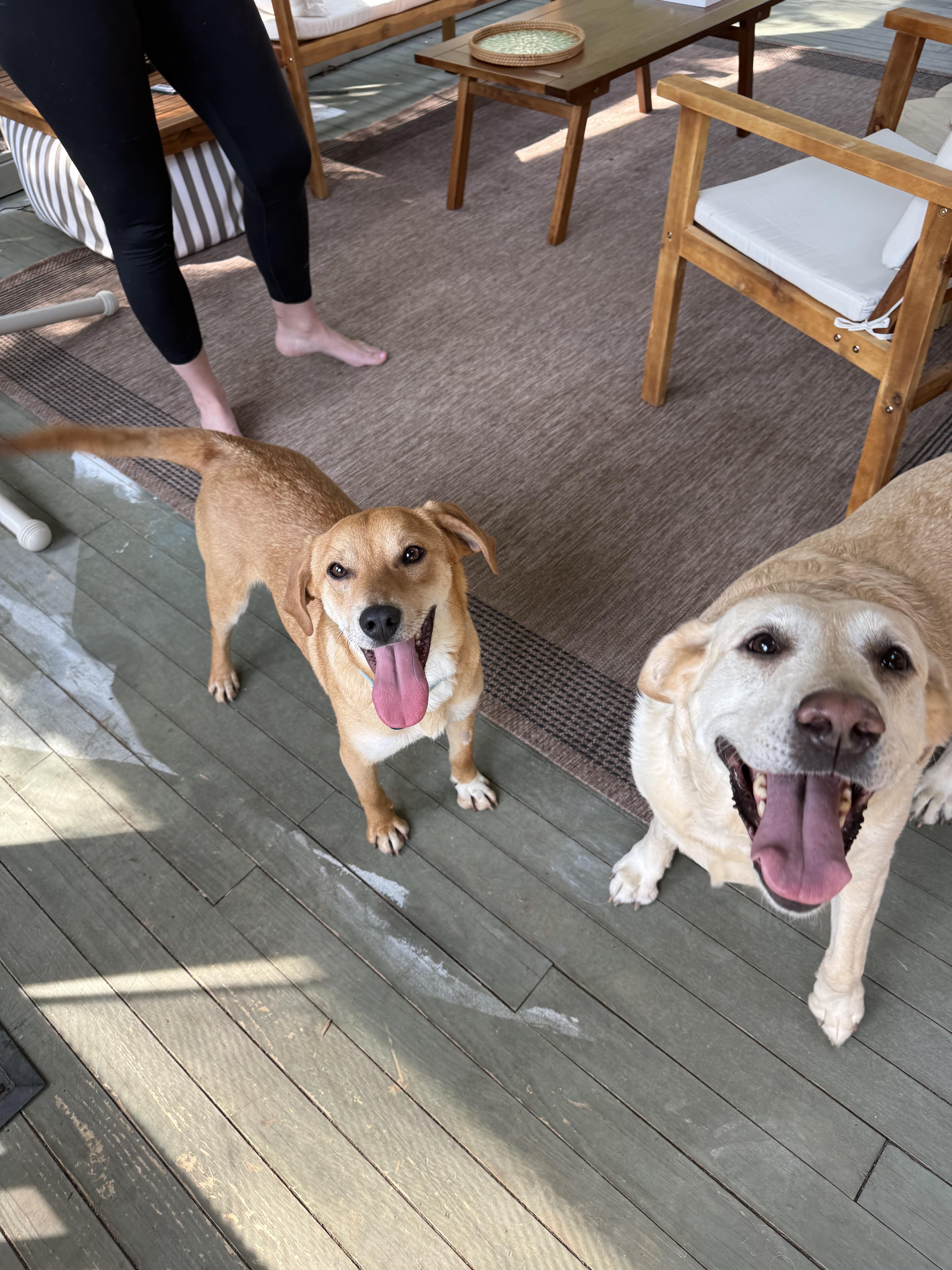 Enlarge Cornflake, a ADOPTABLE mixed breed in Nashville, TN image 5/6