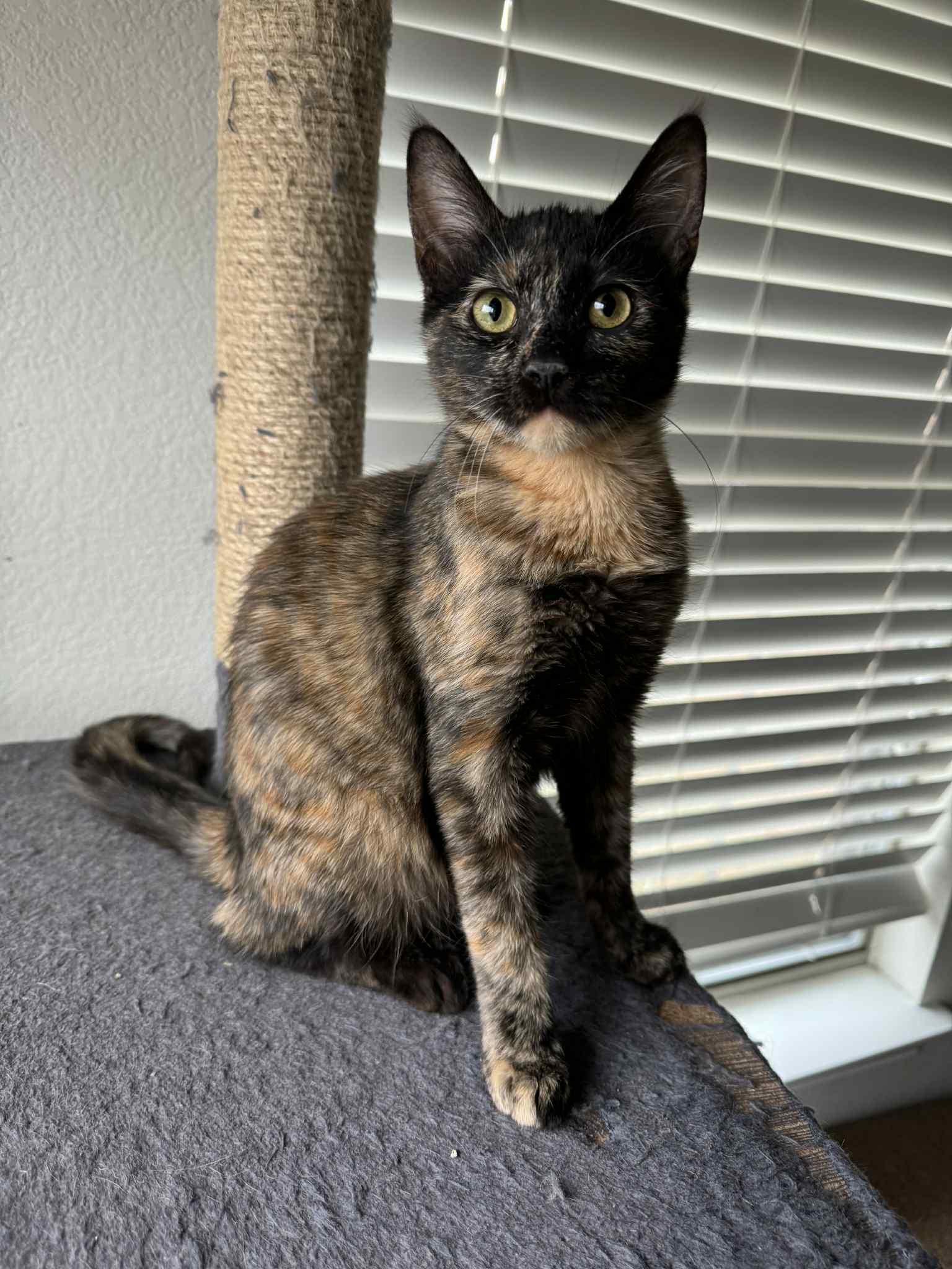 Enlarge Soma (unusual sepia coloring), a Adoptable Tortoiseshell in Allen, TX image 3/6